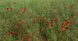 220606 Mohn.jpg