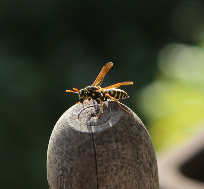 n_220515_haus_feldwespe__polistes_dominula_.jpg