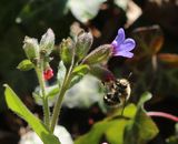 220328-Frhlings-Pelzbiene (Anthophora plumipes).jpg