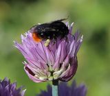 220514-Steinhumel (Bombus lapidarius).jpg