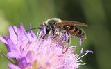 220610-Rotbauch-Sandbiene (Andrena ventralis)1.jpg