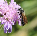 220613-Weiden-Sandbiene (Andrena vaga).jpg