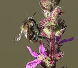 220720-Sandhummel (Bombus veteranus)2.jpg