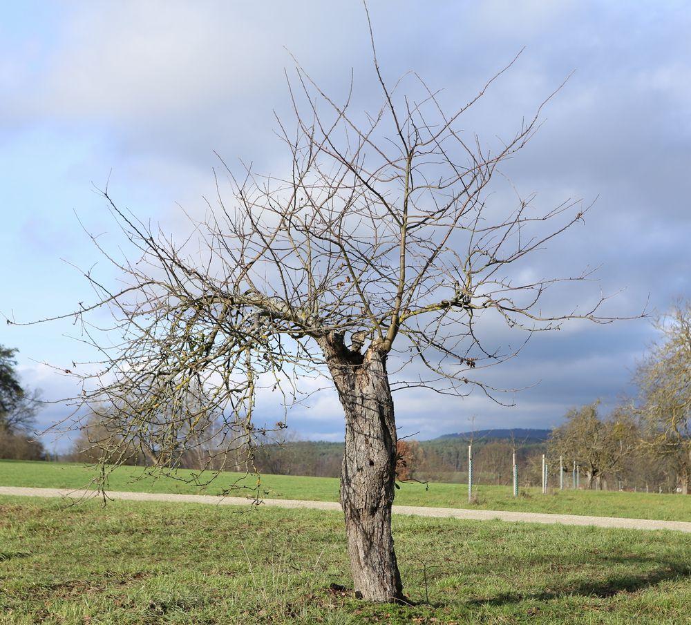 n_221230_baum_berleben.jpg