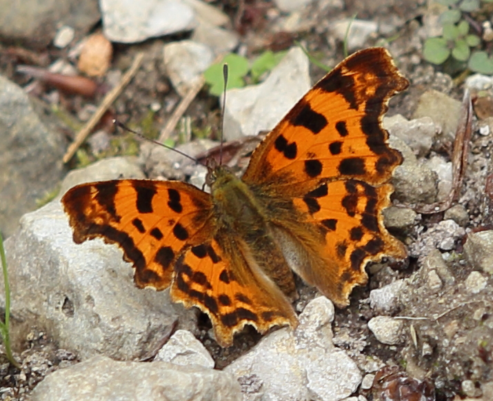 n_220620_c_falter.jpg