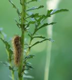 220617-Gelben Fleckleibbr (Spilarctia cf. lutea).jpg