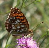 220808-Feuriger Perlmuttfalter (Fabriciana adippe).jpg