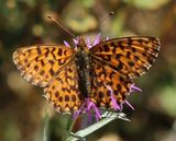 220808-Magerrasen-Perlmuttfalter (Boloria dia).jpg