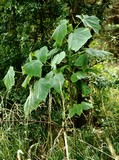 0702-paulownia-blauglockenbaum94.jpg