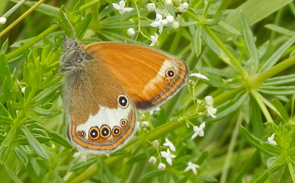 n__26__weissbindiges_wiesenvoegelchen__coenonympha_arcania_.jpg