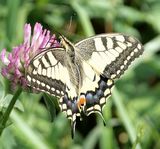 (01) Schwalbenschwanz (Papilio machaon).jpg