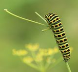 (02) Schwalbenschwanz (Papilio machaon)-Raupe.jpg