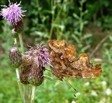 (06a) C-Falter (Polygonia c-album).jpg