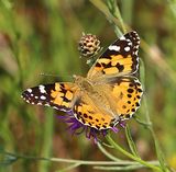 (09) Distelfalter (Vanessa cardui).jpg