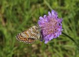 (12) Wegerich-Scheckenfalter (Melitaea Cinxia).jpg