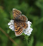 (14) Ehrenpreis-Scheckenfalter (Melitaea aurelia).jpg