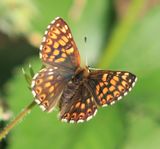 (16) Schlsselblumen-Wrfelfalter (Hamearis Lucina).jpg