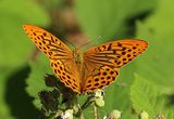 (17) Kaisermantel Silberstrich (Argynnis paphia).jpg