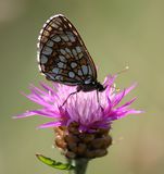 (20) Magerrasen-Perlmuttfalter (Boloria dia).jpg