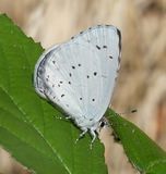 (22) Faulbaumbluling(w) (Celastrina argiolus).jpg