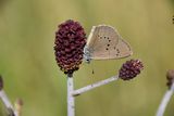 (24) Dunkler Wiesenknopf-Ameisenbluling (Phengaris nausithous).JPG