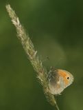 (25) Kleines Wiesenvgelchen (Coenonympha pamphilus).jpg