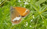 (26) Weibindiges Wiesenvgelchen (Coenonympha arcania).JPG