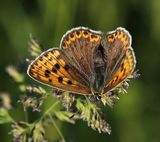 (27) Brauner Feuerfalter (Lycaena tityrus).jpg