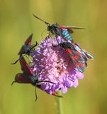 (29) Sechsfleckwidderchen Blutstrpfchen (Zygaena filipendulae).jpg