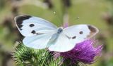 (36a)  Groer Kohlweiling (Pieris brassicae).jpg