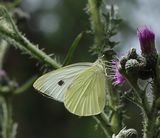 (37) Kleiner Kohlweiling (Pieris rapae).jpg