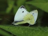 (38) Rapsweiling (Pieris napi).jpg