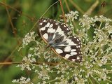 (40) Schachbrettfalter (Melanargia galathea)m.jpg