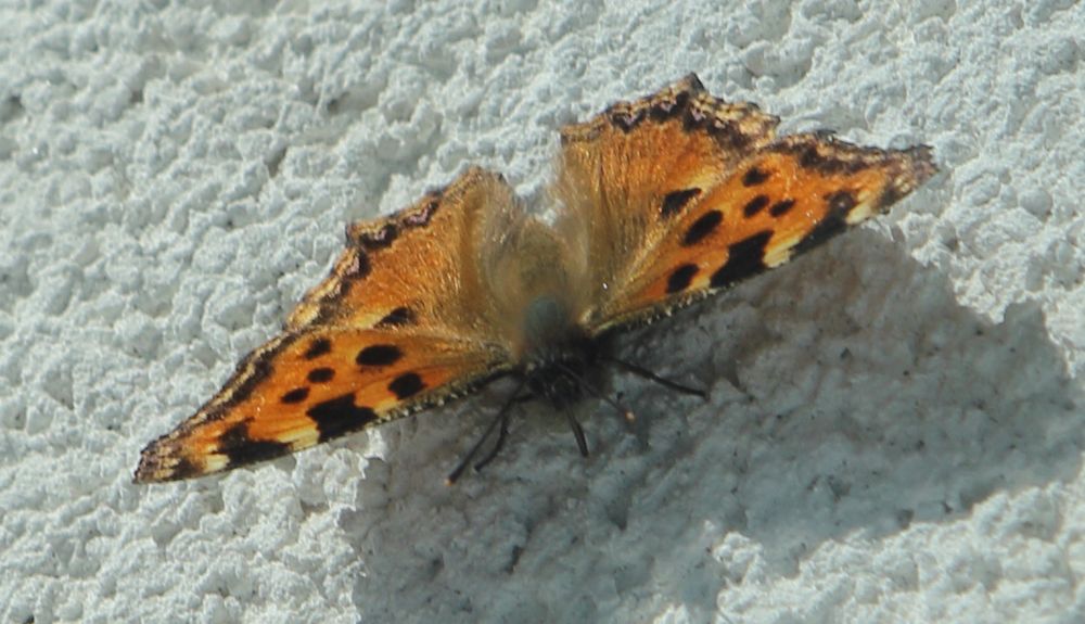 n_0309grosserfuchs99.jpg
