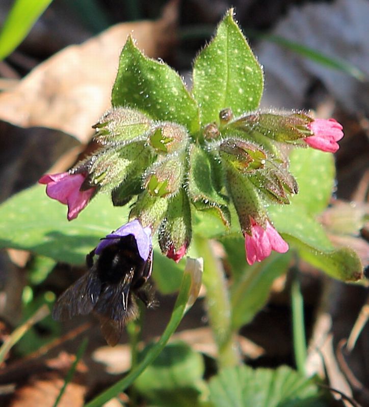 n_0309lungenkratu_hummel27.jpg