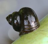 0413Schnecke02.jpg