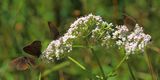 0709Groes Ochsenauge+Echter Baldrian (Valeriana officinalis)41.jpg