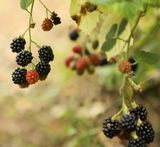 0817brombeeren.jpg