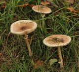 1012Ackerschirmpilz (MACROLEPIOTA EXCORIATA)79.jpg