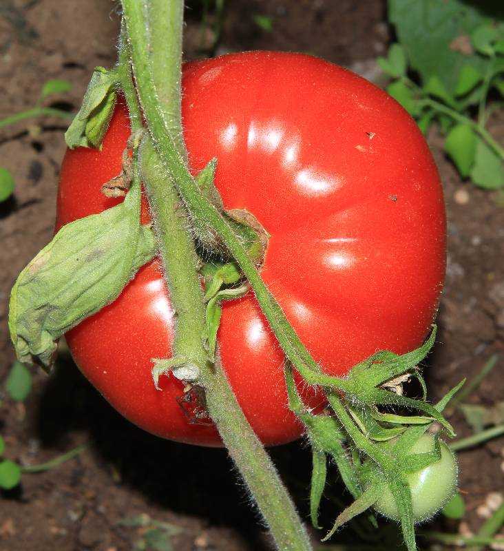 10  Tomatensamen handverlesen SUBARCTIC PLENTY  Kältetomate 50 Tage Reifezeit 