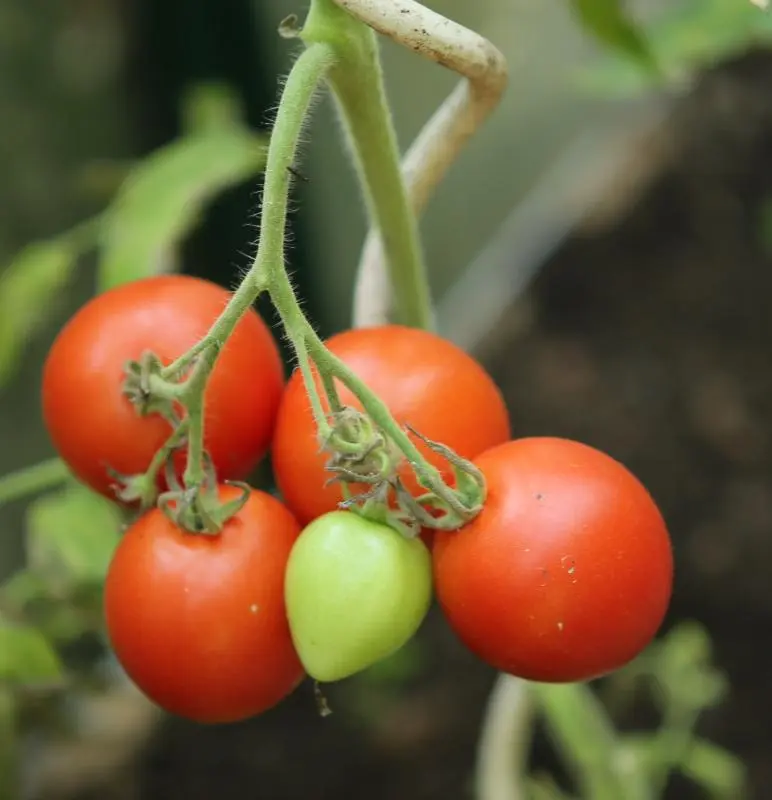 SUBARCTIC PLENTY  Kältetomate 10  Tomatensamen handverlesen 50 Tage Reifezeit 