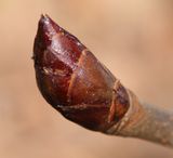 0316 kastanienknospe.jpg