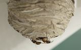 0622 saechsische wespe (dolichovespula saxonica)-nest.jpg