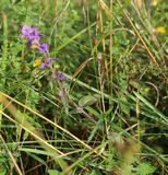 0731 hainwachtelweizen.jpg