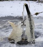 1231 teichspringbrunneneisvogel.jpg